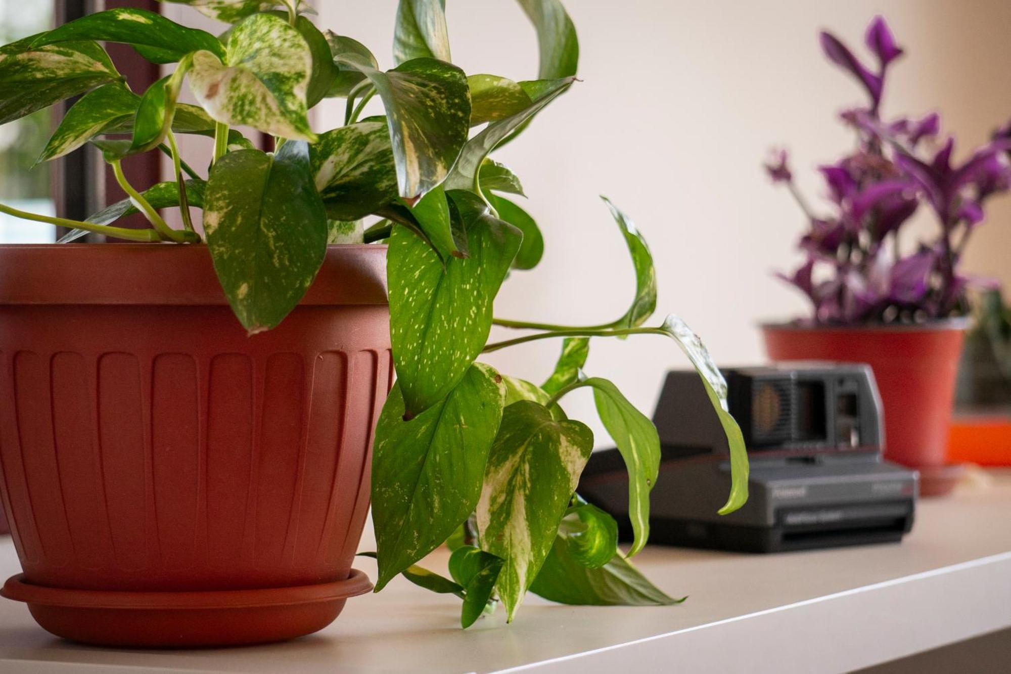 Coliving Together Gargano Vieste Esterno foto